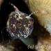 blenny_sailfin_lphr_gc_h_0285_cay4200.jpg